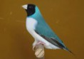 Diamante de Gould Azul