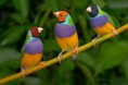 Diamante de Gould ( Mutações )