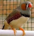 Diamante Mandarin