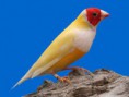 Diamante de Gould Pastel